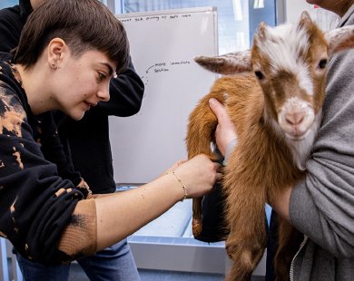 student holding leg of goat to help measure for boot development